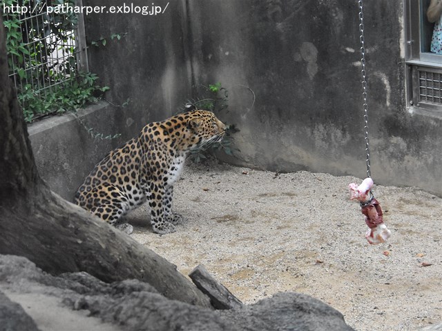 ２０１７年８月　王子動物園　その３　トワイライトｚｏｏ_a0052986_7391136.jpg