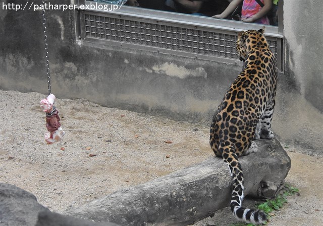 ２０１７年８月　王子動物園　その３　トワイライトｚｏｏ_a0052986_7424535.jpg