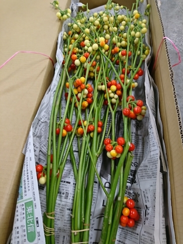 ソラナム なす Ja上伊那花き部会 最新ニュース ソラナム なす Ja上伊那花き部会 最新ニュース