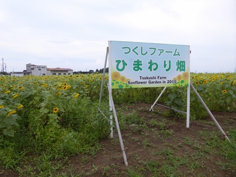 釜飯とひまわり_e0087201_23132821.jpg