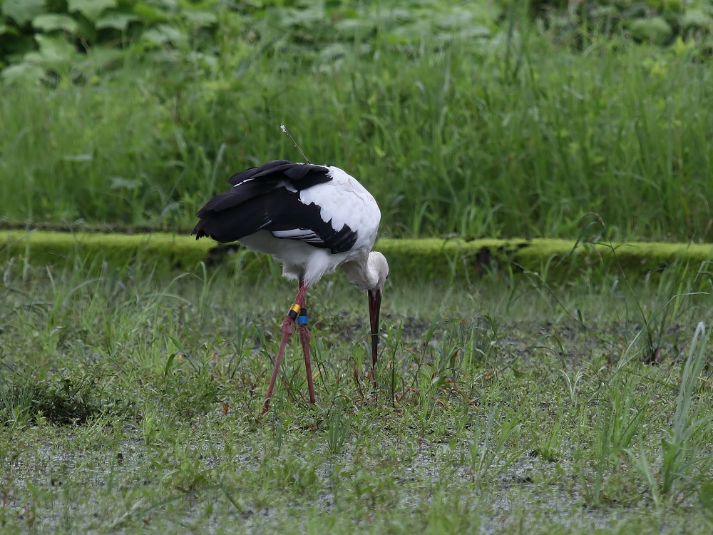 コウノトリその4、_f0305401_18285907.jpg