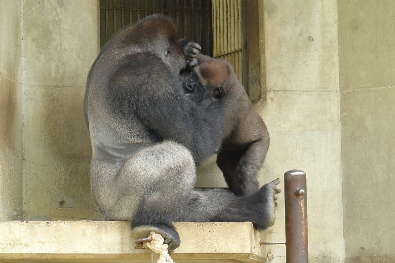 シャバーニとキヨマサのドラミング対決の次は ガチ勝負か 名古屋市東山動物園 旅プラスの日記 シャバーニとキヨマサのドラミング対決の次は ガチ勝負か 名古屋市東山動物園 旅プラスの日記