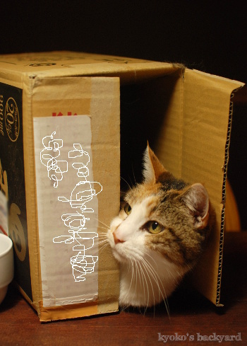 お父さん、見てる?_b0253205_06564915.jpg