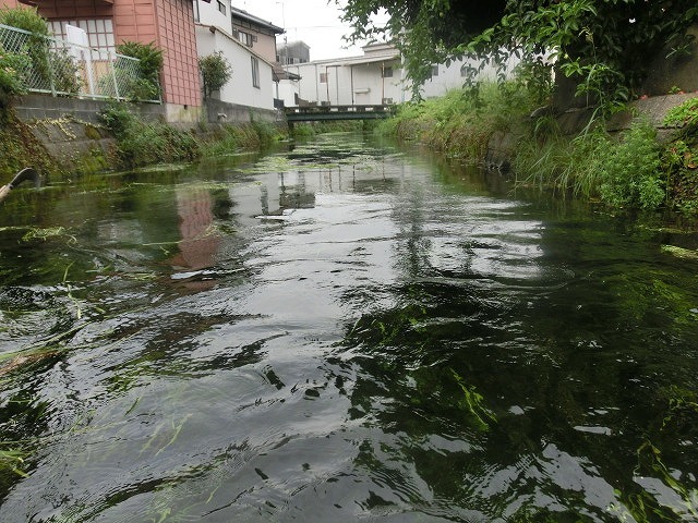 多くの皆さんのボランティアで水位低下と氾濫回避　田宿川の川そうじ_f0141310_06500252.jpg