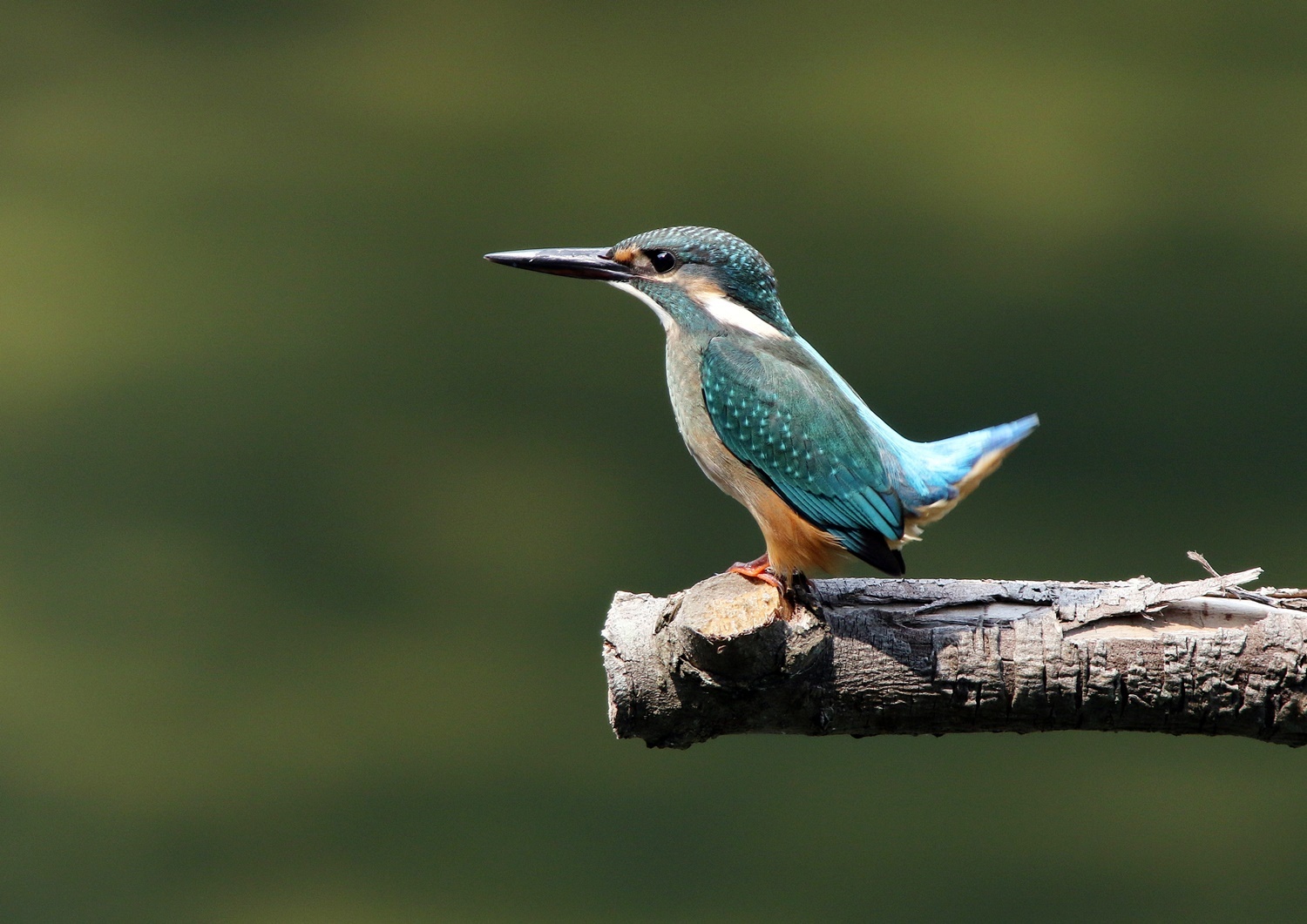 カワセミ（kingfisher）その６_f0310221_21230411.jpg