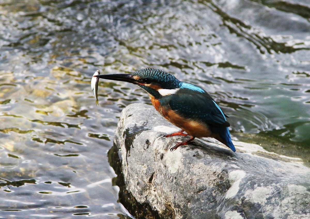 カワセミ（kingfisher）その６_f0310221_21261367.jpg