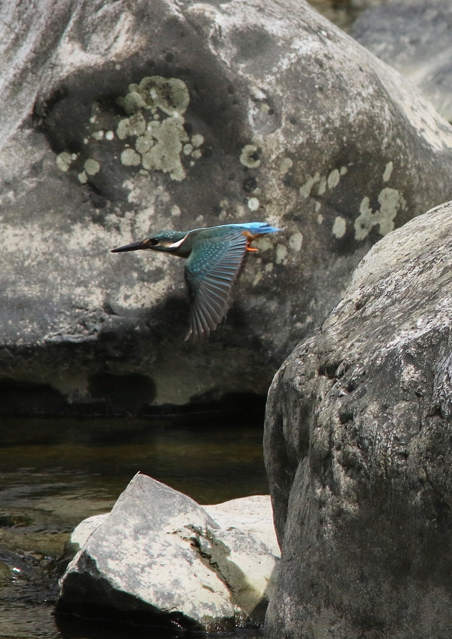 カワセミ（kingfisher）その６_f0310221_21283964.jpg