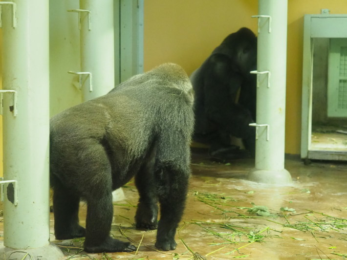 来ました ゲンキさんのアレがまた 京都市動物園17 8 19 ヒトのたぐい ゴリラと愉快な仲間たち 来ました ゲンキさんのアレがまた 京都市動物園17 8 19 ヒトのたぐい ゴリラと愉快な仲間たち