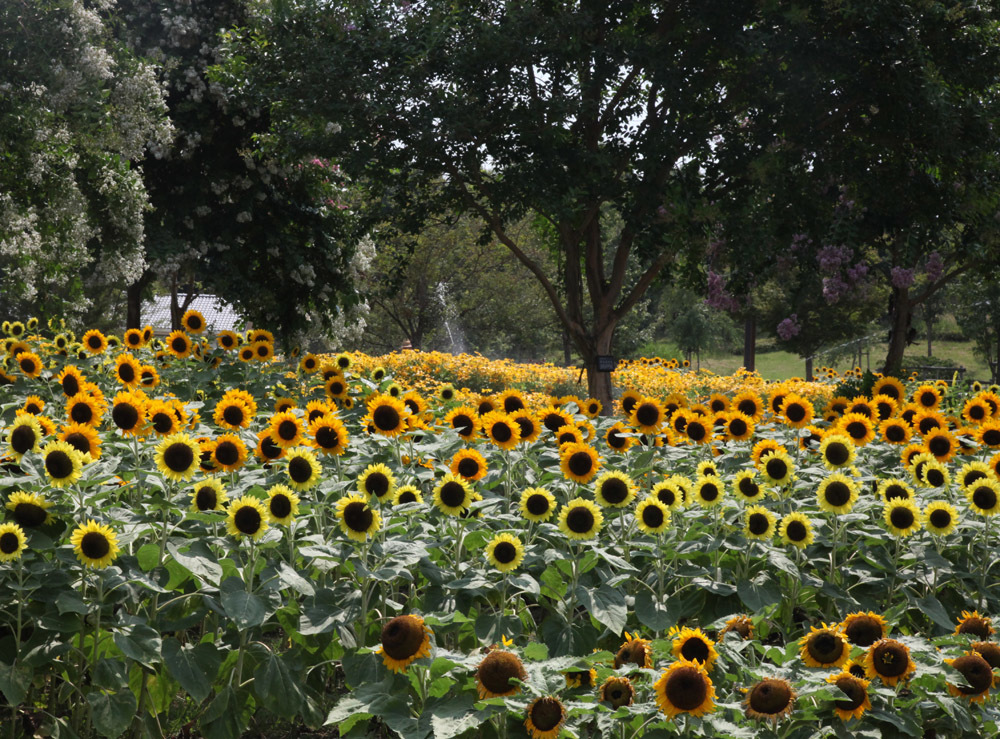 広陵町　馬見丘陵公園　向日葵_c0108146_21133682.jpg