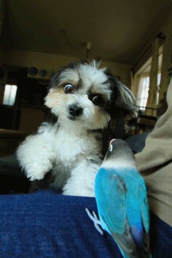 c0145250_09574621.gif