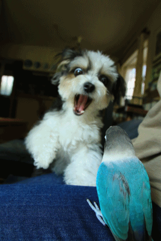 c0145250_10112008.gif