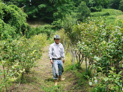 無農薬フレッシュブルーベリー　平成29年度の『菊池　おしどり夫婦のブルーベリー』は完売しました！_a0254656_18143269.jpg