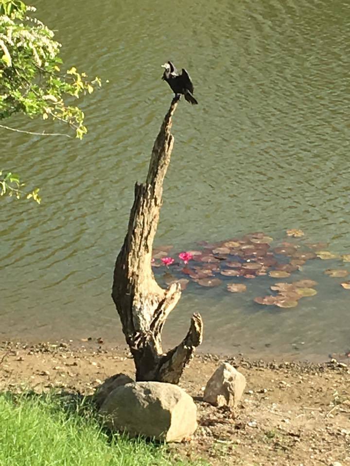 スリランカの旅~エコリゾート「ジェットウイング ヴィル ウヤナ」✨_a0138976_13401480.jpg