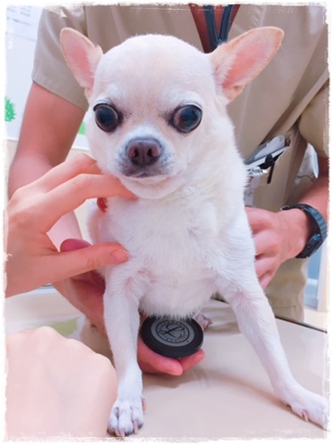チワワの シューマッハ ですっ マシュマロのかたち