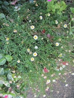 道端の花!_a0053480_07454896.jpg