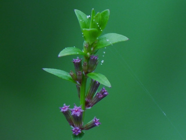 盆花 ミソハギ 花と葉っぱ 盆花 ミソハギ 花と葉っぱ
