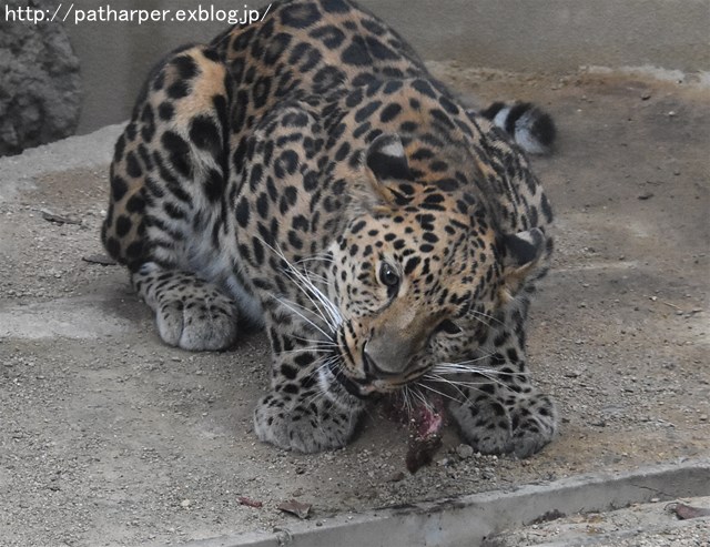 ２０１７年８月　王子動物園　その３　トワイライトｚｏｏ_a0052986_002662.jpg