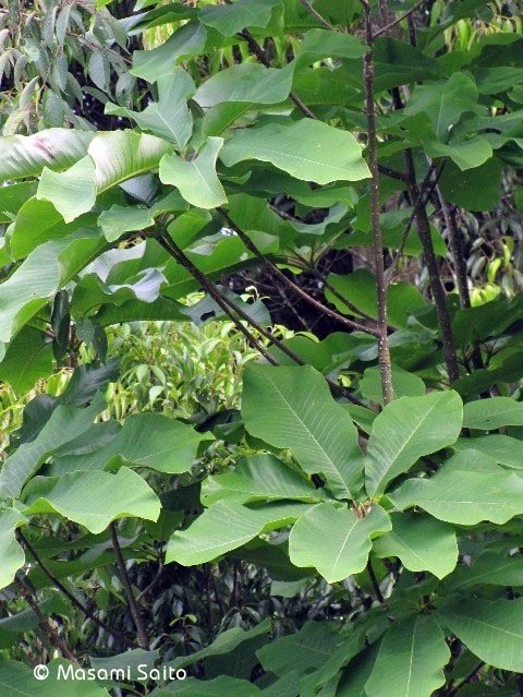 ホオノキ 朴の木 草花と自然blog