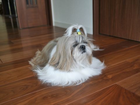 c0090198_2155272.jpg