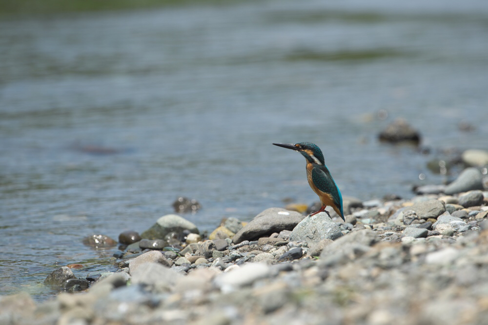 いつもの河原のカワセミ 7.7_f0348604_12595860.jpg