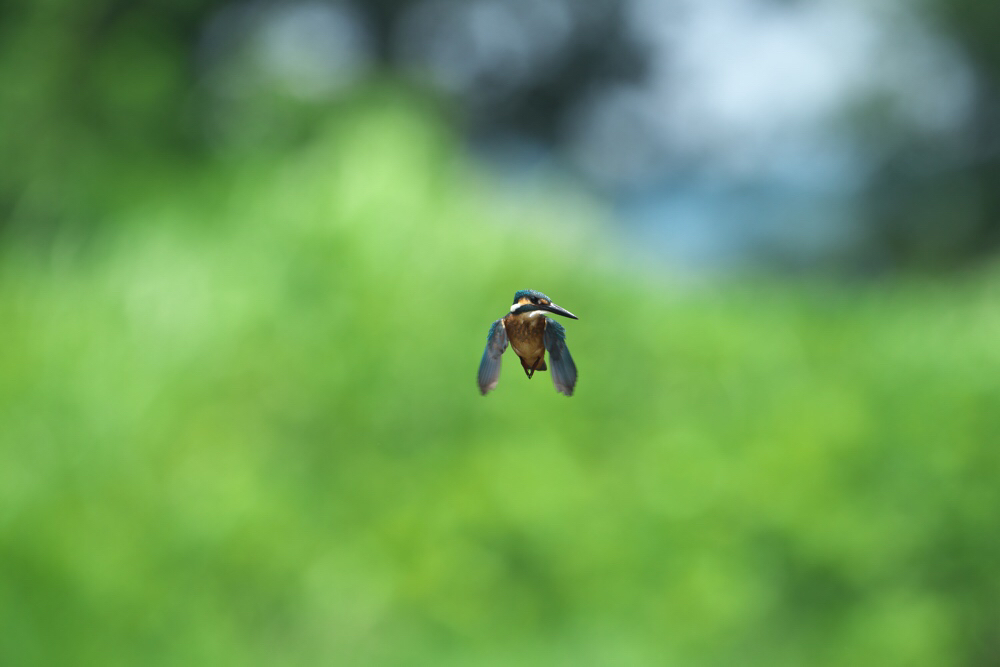 いつもの河原のカワセミ 7.7_f0348604_12595886.jpg