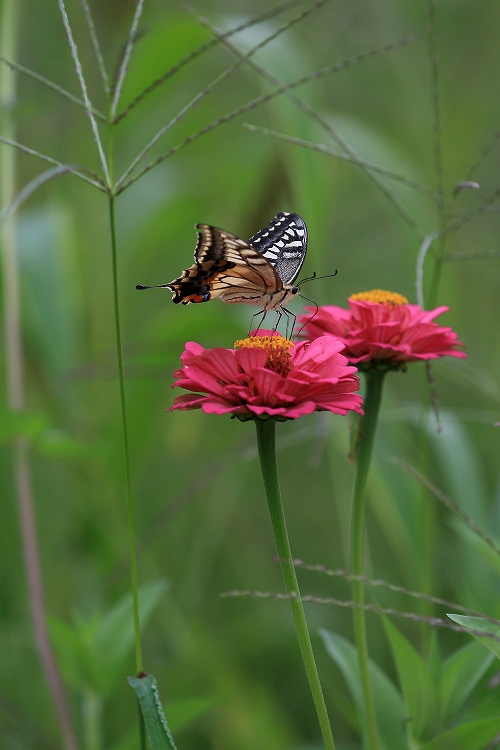 あげはちょう　～戸隠高原　ガーデンカフェ 花伝舎　３～_f0368904_7191127.jpg