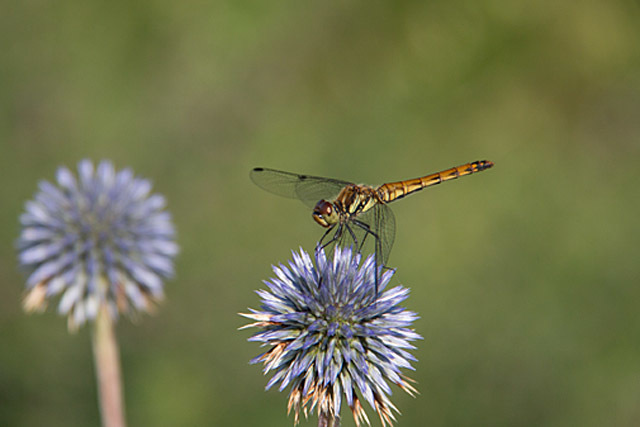 b0014607_18373390.jpg