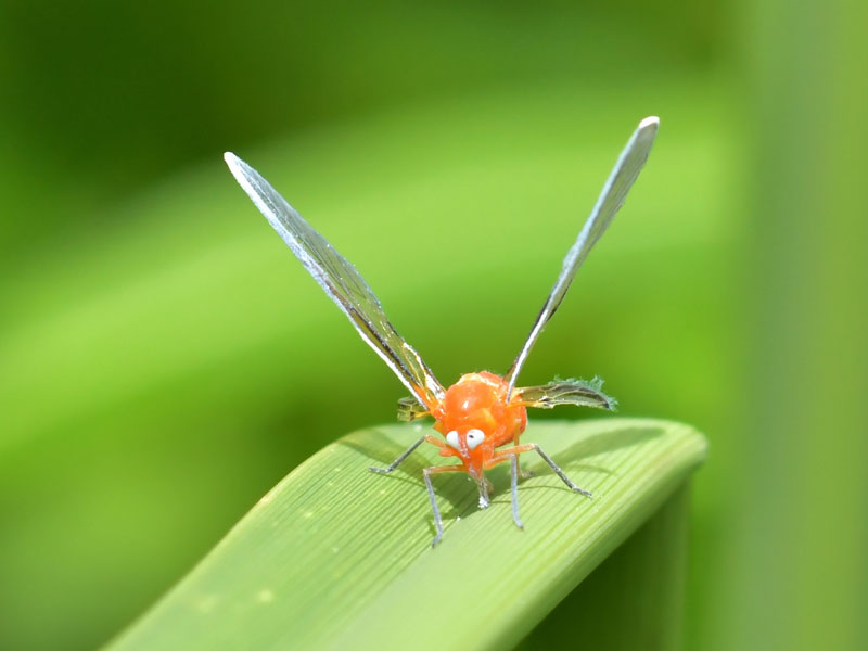  ユーモラスな顔だちのこの昆虫は？_b0025008_1873299.jpg