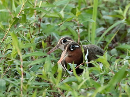 速報！！　　　　　タマシギ　　　ＫＴＤ_d0346713_21353916.jpg