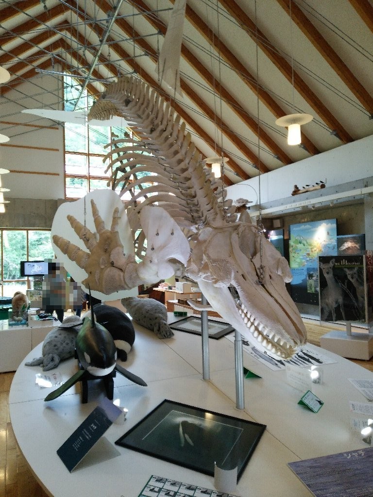シャチの骨格標本 羅臼ビジターセンター ｅｉｈｏのブログ