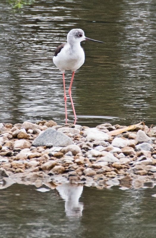 e0331427_556316.jpg
