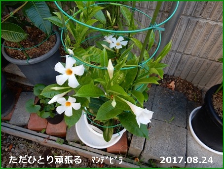e0033229_18411488.jpg
