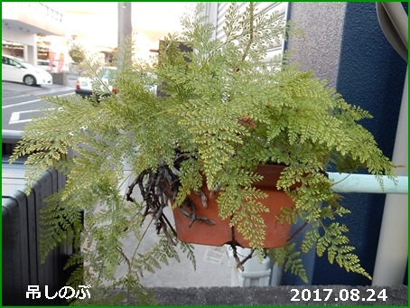 e0033229_1844390.jpg