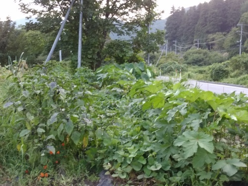 そろそろ、秋野菜の準備を・・・・。_c0300035_08460501.jpg