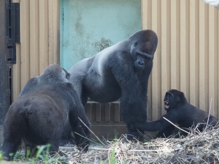 あと一歩だモモタロウ 京都市動物園17 8 ヒトのたぐい ゴリラと愉快な仲間たち あと一歩だモモタロウ 京都市動物園17 8 ヒトのたぐい ゴリラと愉快な仲間たち