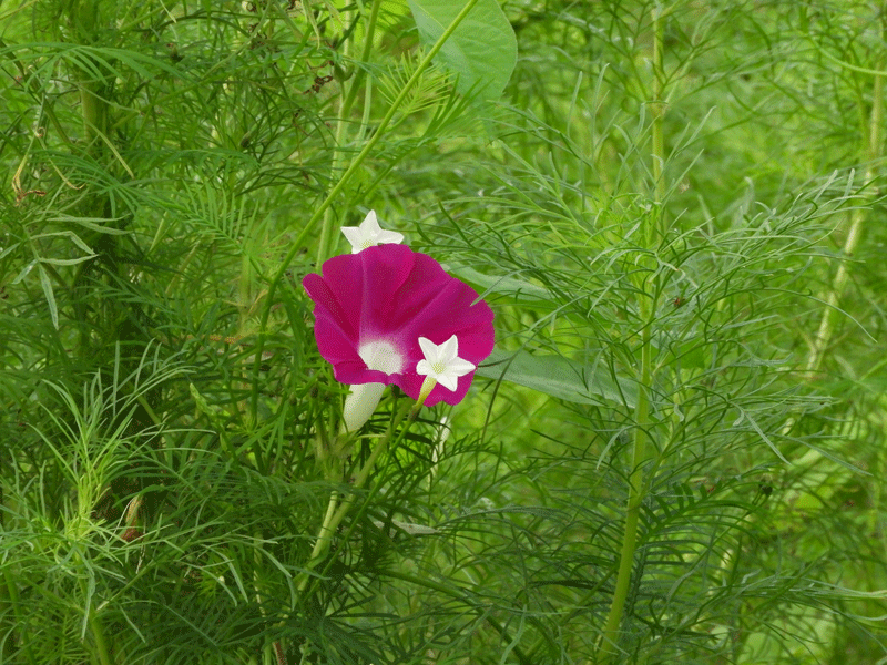 d0290240_15373949.gif