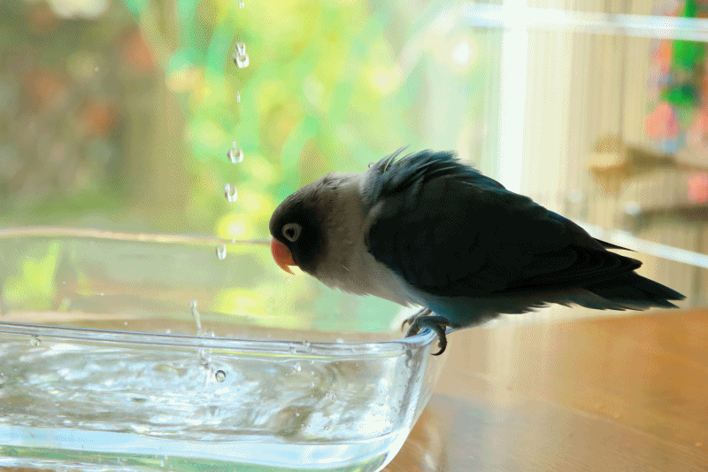 c0145250_10000245.gif