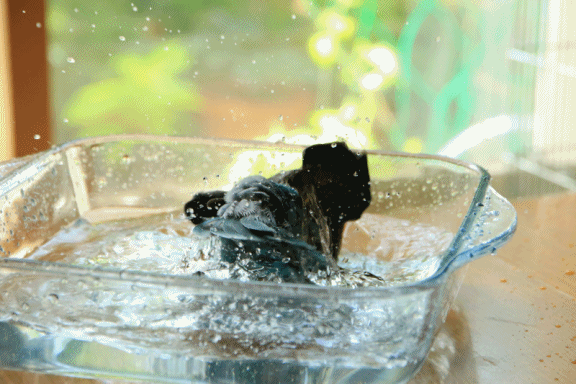 c0145250_10004469.gif
