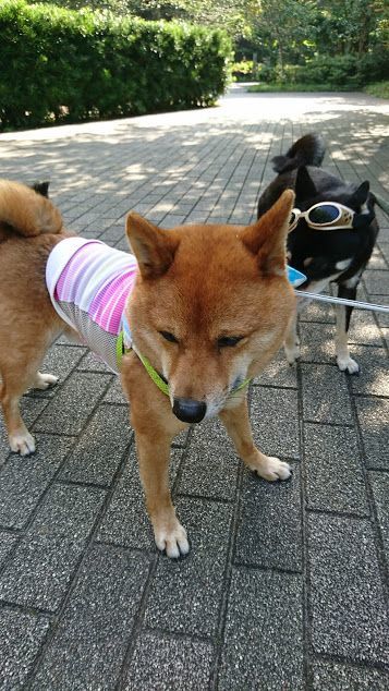 海老と鯖、椎茸の天麩羅と照れ屋なおハリー様_f0363156_17275417.jpg