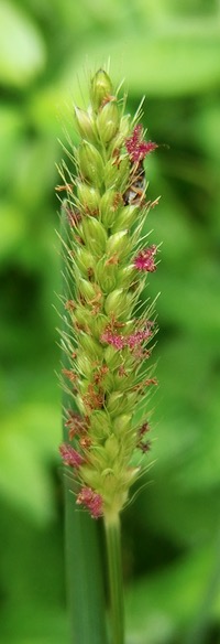 #イネ科 『細葉狗尾草』 Setaria viridis var. angustifolia _f0238961_8452828.jpg