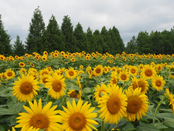 今年の夏は、、、_b0244372_10205583.jpg