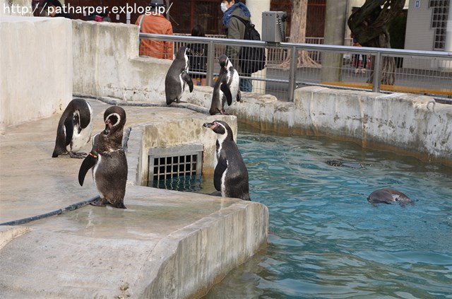 ２０１２年１月 東山動植物園 その１ ハープの徒然草
