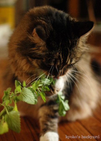 キャットニップ大人食い!_b0253205_06480251.jpg