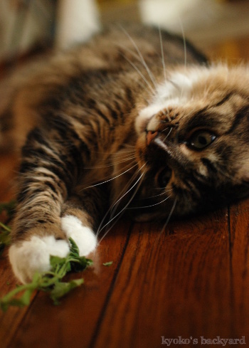 キャットニップ大人食い!_b0253205_06483610.jpg