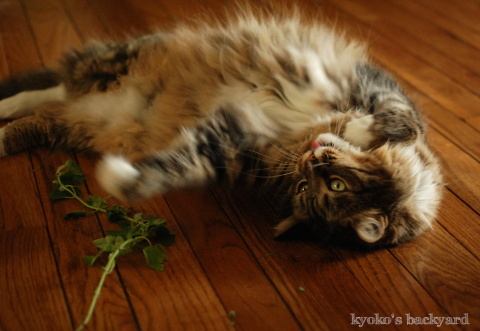 キャットニップ大人食い!_b0253205_06485168.jpg