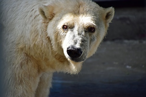 ロシア・ペルミ動物園が年齢不詳のアンデルマの生年は1984年と公式見解を発表 ～ アンデルマの実年齢は32歳_a0151913_5321655.jpg