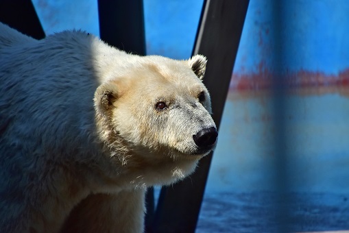 ロシア・ペルミ動物園が年齢不詳のアンデルマの生年は1984年と公式見解を発表 ～ アンデルマの実年齢は32歳_a0151913_743499.jpg