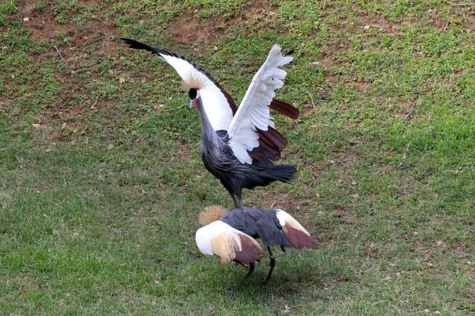 千葉市動物公園～草原ゾーンの動物たち_b0355317_21575519.jpg