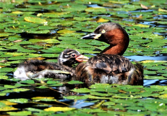 北の湿原の野鳥たち_d0098721_16300932.jpg