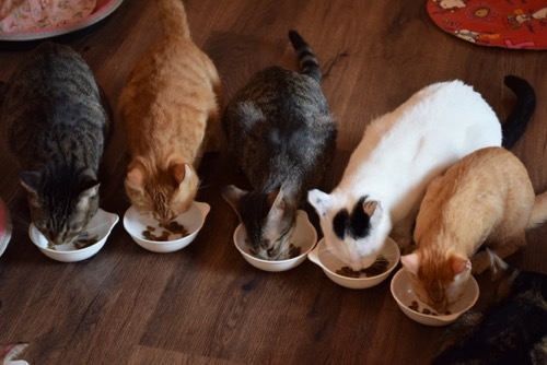 ペットロスで猫カフェへ行きました。_a0284626_12091658.jpg